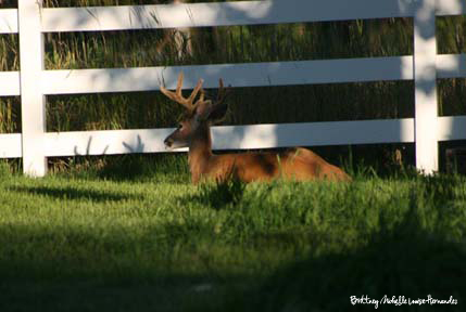 Visiting Neighbors